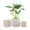 Beige, variant on UMIAMOY Modern Cylinder Set of 3 Ceramic Flower Pots,5.7+7.0+8.6 inch Plant Pots with Drainage Holes and Saucer,Indoor Outdoor Planters for Home Patio Garden Decoration