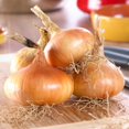thumbnail image 2 of Onions - Yellow Stuttgarter (100 Bulbs), 2 of 2