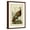 Brown Frame, variant on Art.com Audubon Wild Turkey Art Print by John James Audubon, Black Frame Wall Art, 17" x 23"