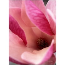Trademark Fine Art 'Tulip Magnolia Blossom' Canvas Art by Kathy Yates