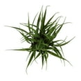 thumbnail image 4 of Mainstays intérieur artificiel herbe verte en Pot, couleur vert, hauteur assemblée: 27cm, 4 of 5