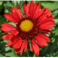 thumbnail image 2 of Arizona Red Shades Blanket Flower Perennial- Gaillardia - Live Plant - Quart Pot, 2 of 4