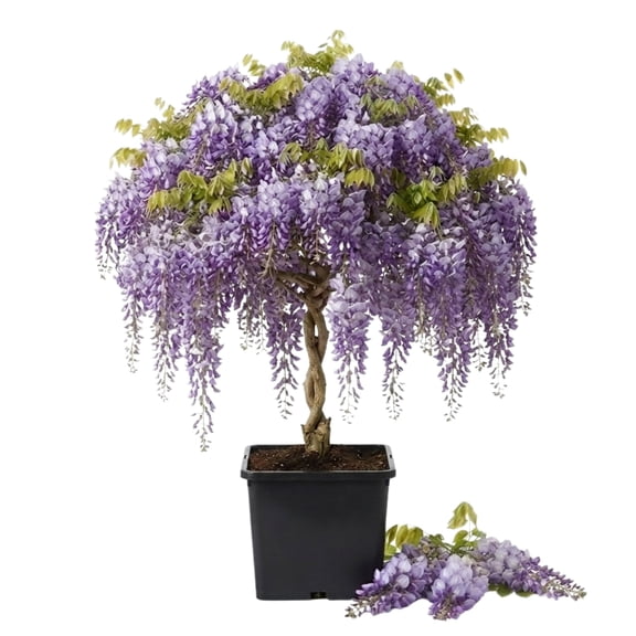 Purple Wisteria Vine Starter Plant, 6-12 In, Full Sun, USDA Zones 4-9