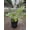 8_PHILODENDRON_RING.OF.FIRE.VAR, variant on Variegated Philodendron Ring of Fire - Live Air-Purifying Indoor Plant in Nursery Pot – Easy Care, Low Maintenance Houseplant for Home & Office Decor, Natural Air Cleaner, Best for Beginners (2"Pot)