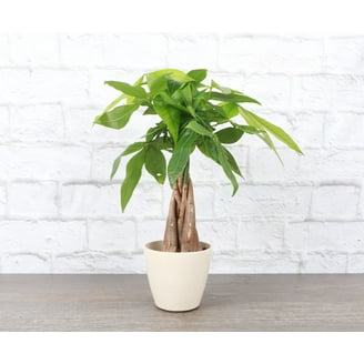 Live Variegated Snake Plant - Sansevieria Laurentii - 4" Decorative  Biodegradable Pot - Terra Cotta - Walmart.com