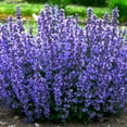 thumbnail image 2 of Cat's Pajamas Catmint Perennial - Nepeta - Gallon Pot, 2 of 2
