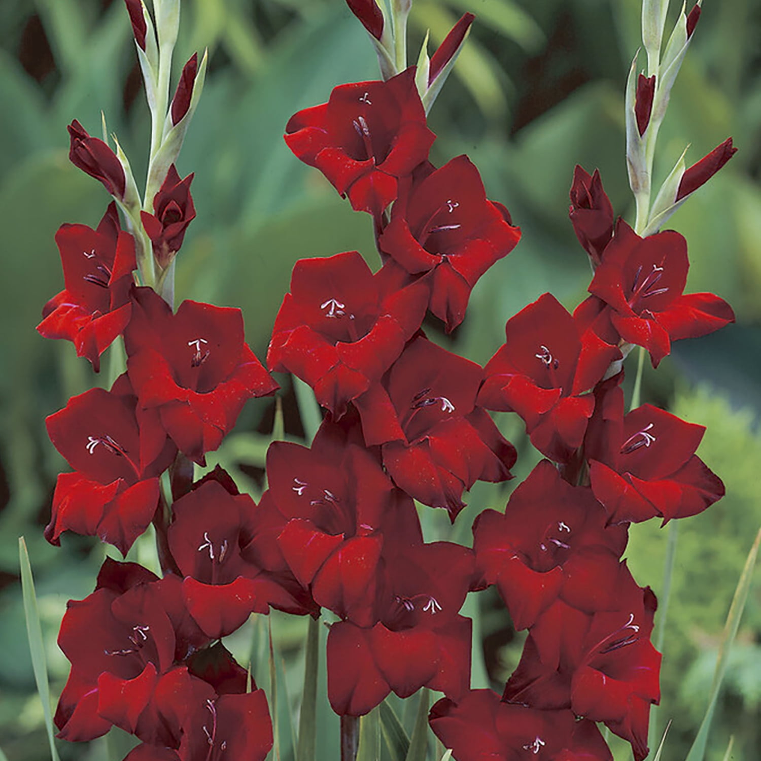 Van Zyverden Gladiolus Large Flowering Espresso 12 Bulbs Multicolor Partial Sun Flowering 1 lb