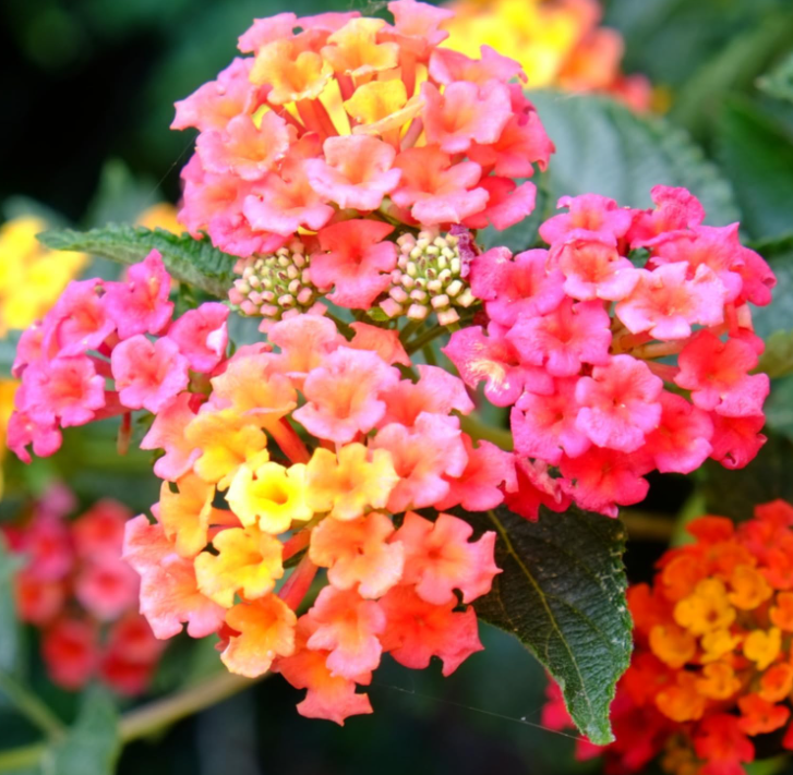 Rose Lantana Plant Live for Planting Outdoors, 5 to 7 Inch Tall, Fragrant Lantana Live Plants for Planting Outdoors, Butterfly Lantana Perennial Flowers Lantana Trees, No Pot