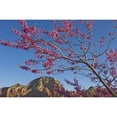 thumbnail image 2 of A Tree With Pink Blossoms In Red Rock Country. Poster Print, 2 of 2