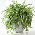 thumbnail image 4 of Chlorophytum comosum « Spider Plant » (Choix du Producteur), 4 of 4