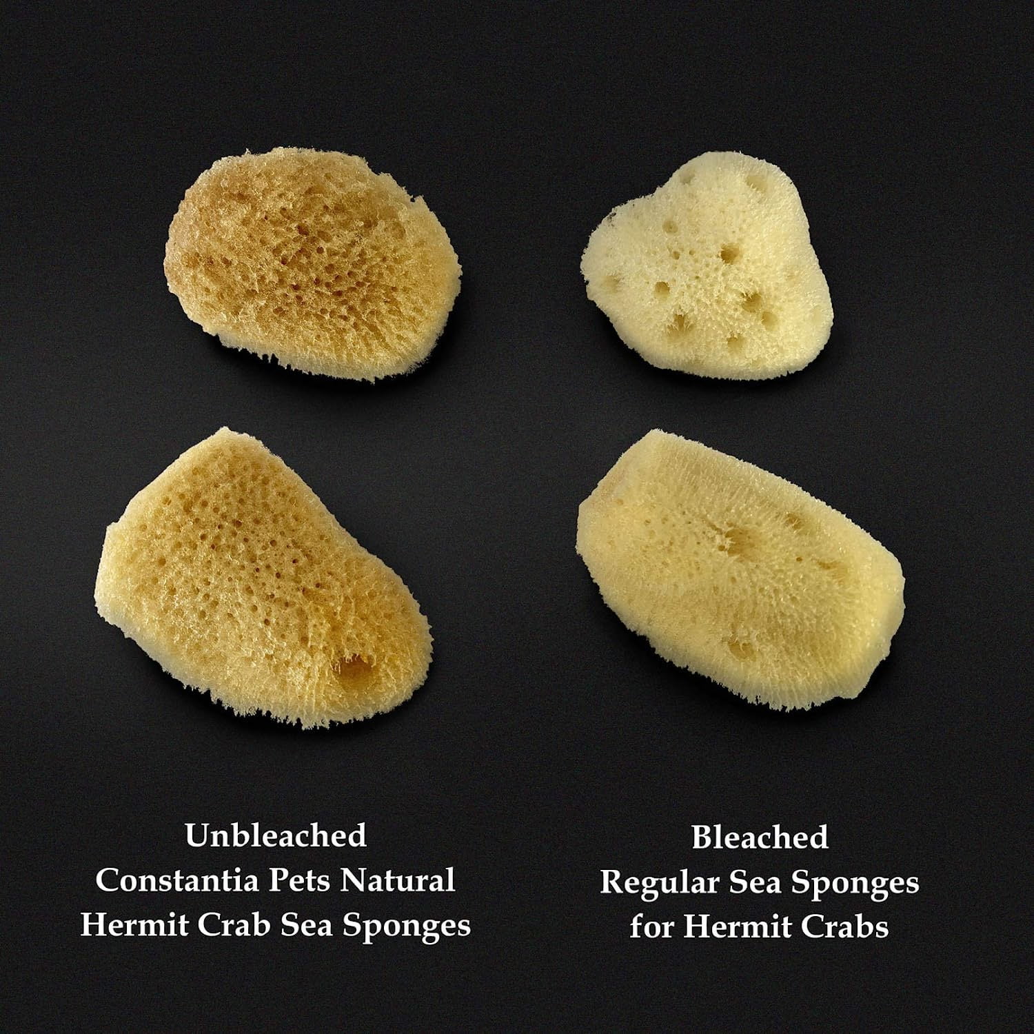 Constantia Pets Hermit Crab Real Sea Sponges - 5 Pack Unbleached, Provides  Nutrients, Safer Drinking and Helps Maintain Habitat Tank Humidity 