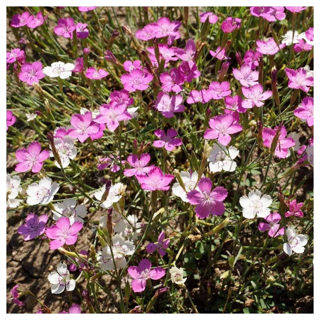 Everwilde Farms - 1/4 lb Maiden Pinks Garden Flower Seeds - Gold Vault Bulk Seed Packet