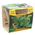 thumbnail image 1 of Maceta Orgánica Vita Cilantro, 1 of 1
