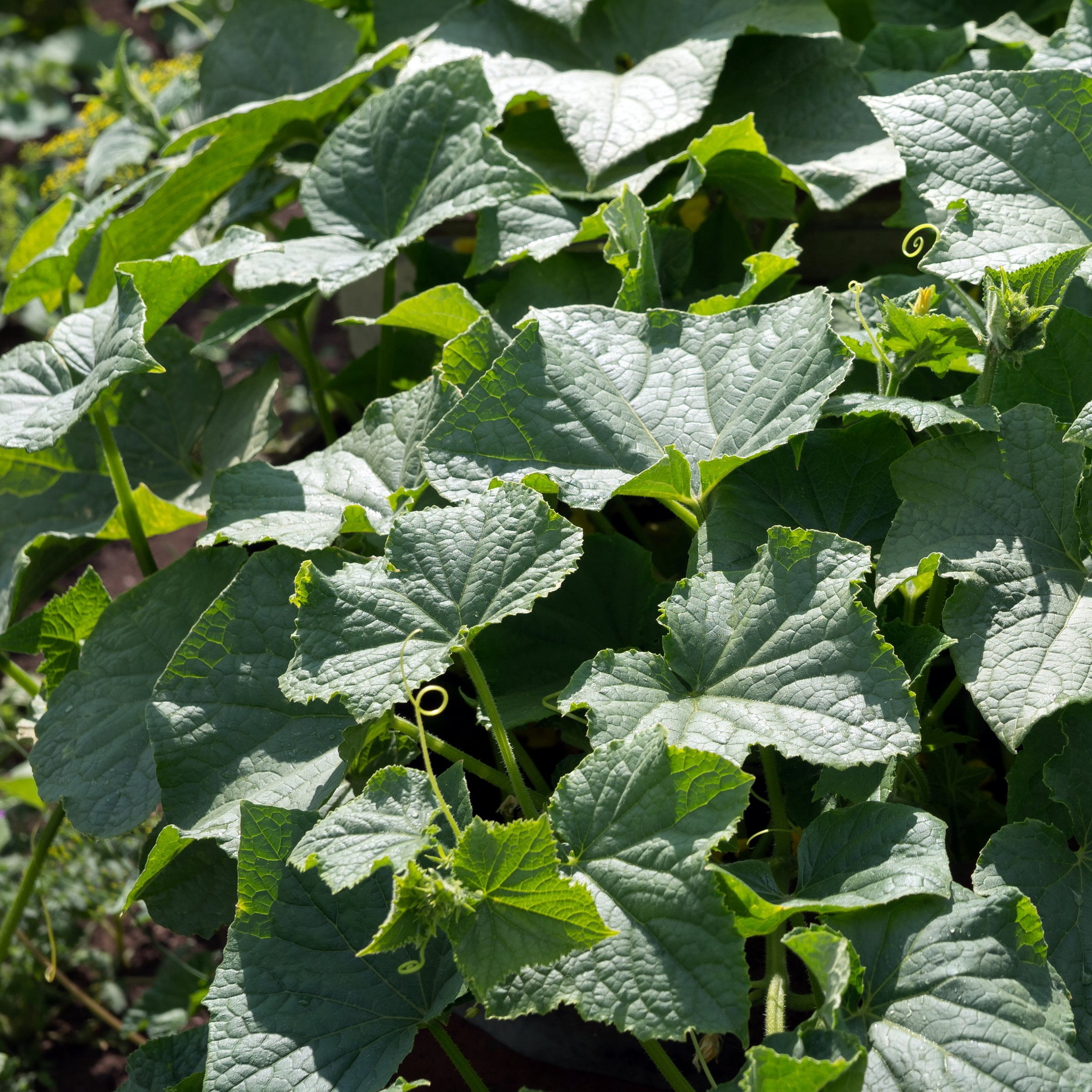 2.5 in. Live Vegetables Saladmore Cucumber Plant (3-Pack)