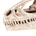 thumbnail image 3 of Rdeghly Decor Craft,Resin Dinosaur Skull Model Simulated Animal Skeleton Home Office Decor Craft Teaching Prop, Resin Dinosaur Skull, 3 of 9