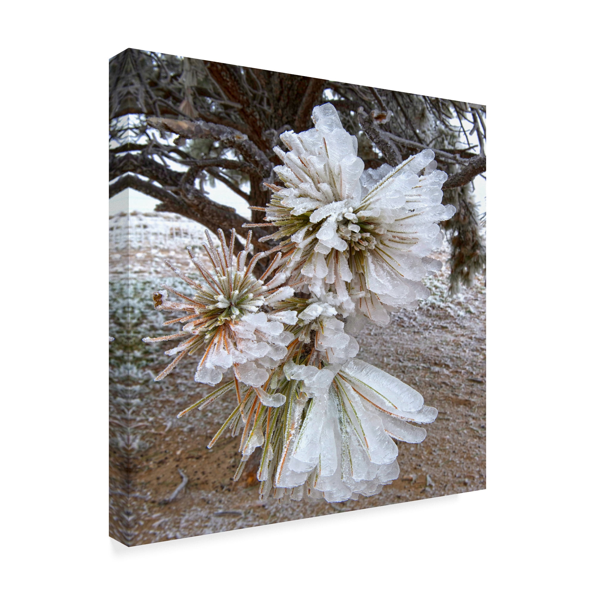 Trademark Fine Art 'Pine Needles and Ice' Canvas Art by Amanda Smith