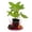 1 Plant, variant on Black Mission Fig Tree - 1 Live Plant in a 3 Inch Growers Pot - Ficus Carica - Edible Fruit Bearing Tree for The Patio and Garden
