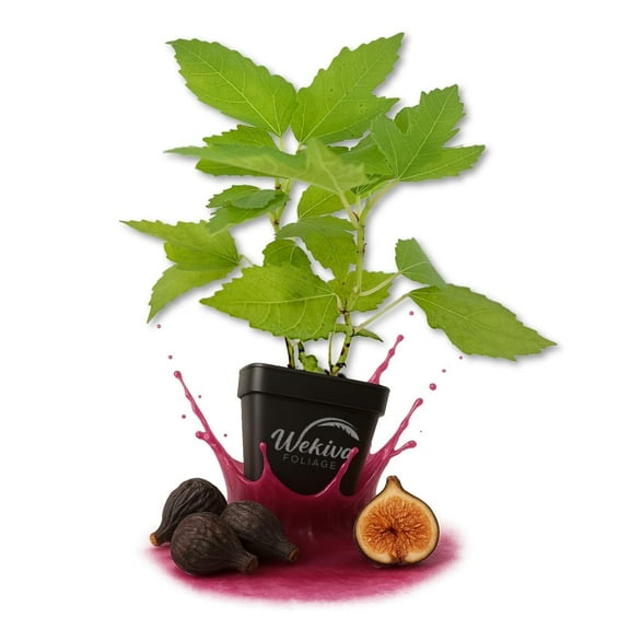 Black Mission Fig Tree - 1 Live Plant in a 3 Inch Growers Pot - Ficus Carica - Edible Fruit Bearing Tree for The Patio and Garden