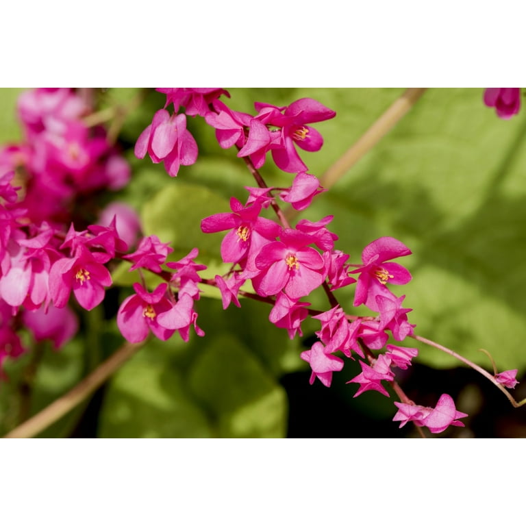 Small pink flowers Antigonon leptopus Hook, Tigon flowers, small ivy, Pink  vine flowers, Mexican creeper, Chain of love, Creeper Flower, Coral vine,  Heart shape, triangle, selective focus, close up 20451997 Stock Photo