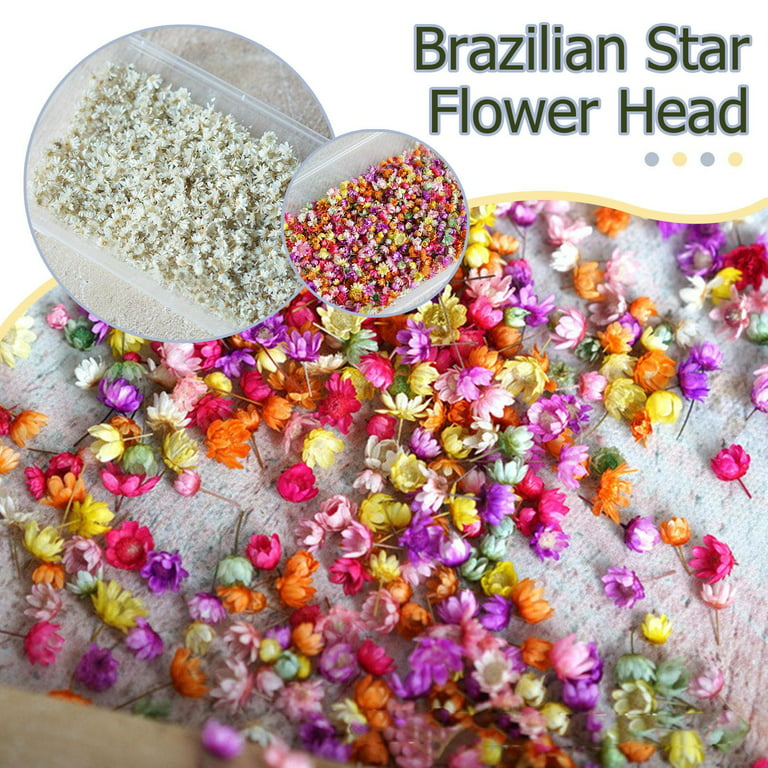 1g Brazilian Small Star Flowers Diy Dried Flower For Glass Globe Filling  Material With Crystal Glue, Without Stem, Color Pink.