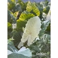 thumbnail image 3 of Alocasia Dawn Variegated - Rare Plant Collection - Live Plant (25-30 in. Tall) in Growers Pot, 3 of 5