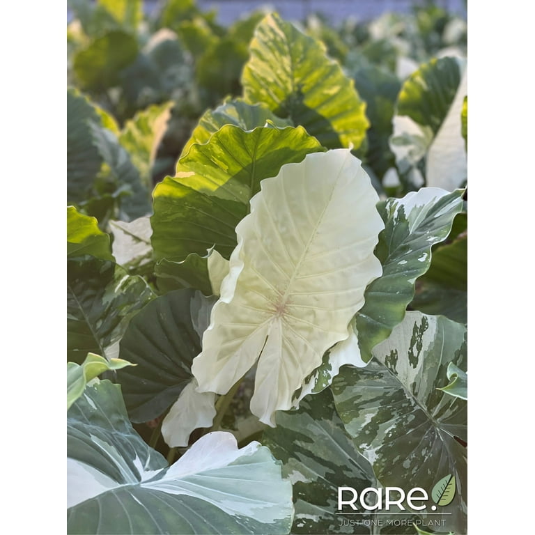 Alocasia Dawn Variegated - Rare Plant Collection - Live Plant (25-30 in. Tall) in Growers Pot