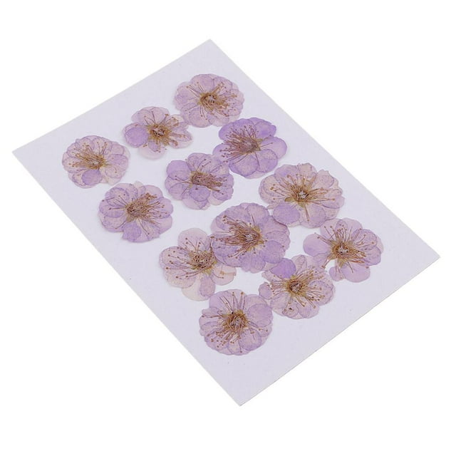 simhoa Lot de 12 Fleurs Séchées Bien Pressées pour l'Hiver