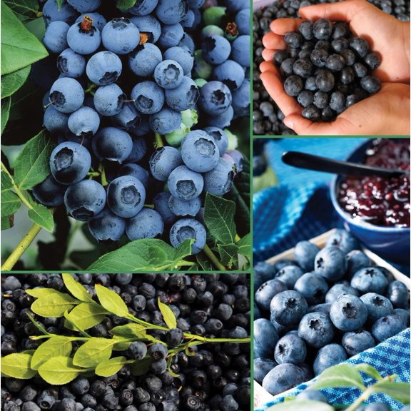 O'neil Blueberry Plant 4-7" Tall for Planting, Southern Highbush Blueberry Bush Tree, Blueberry Sweet Fruit plant for Garden