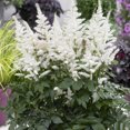 thumbnail image 3 of Van Zyverden Astilbe Bridal Veil® 5 Plant Roots White Partial Shade Perennial Pollinator 2 lbs, 3 of 8