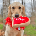 thumbnail image 5 of Midlee Valentine's Day Lips Decorative Dog Collar (Large), 5 of 5