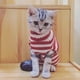 thumbnail image 5 of Jersey con forma de gato BOBIBI Christmas Santa Winter Knitwear S, 5 of 5