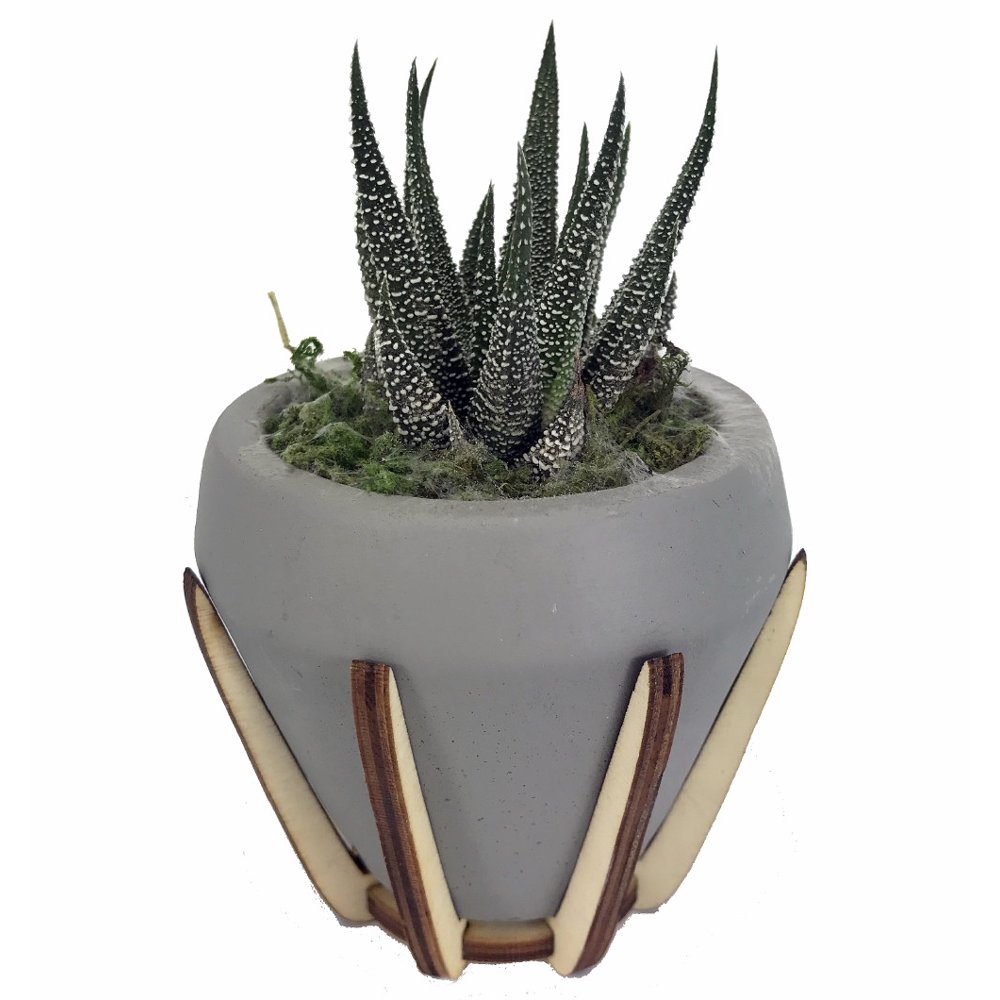 Synthesis of Life Planter with Live Succulent Plant Grey