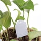 thumbnail image 4 of Etiquetas para plántulas DIY, 300 Uds., etiquetas creativas para plantas y flores, herramientas de jardín (blanco) Likrtyny Para estrenar, 4 of 6