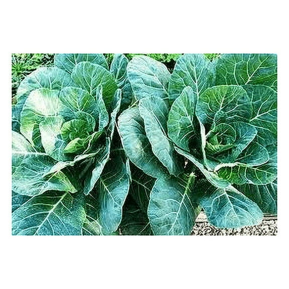 Seed Kingdom Collards Georgia Great Heirloom Vegetable Bulk 1 Lb Seeds