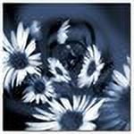 Trademark Art "Dancing Flowers" Canvas Art by Philippe Sainte-Laudy
