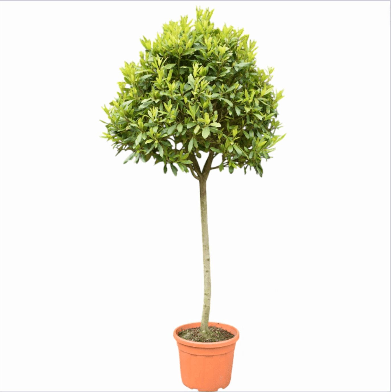 Pack of 2 Bay Laurel Live Starter Plants for Planting, Sweet Bay Laurel Trees, Laurus Nobilis Plant, Bay Leaf Tree Plant, 4-8 Inch Tall, No Ship Pot
