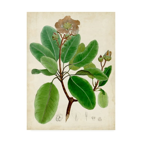 Trademark Fine Art 'Verdant Foliage VI' Canvas Art by Vision Studio