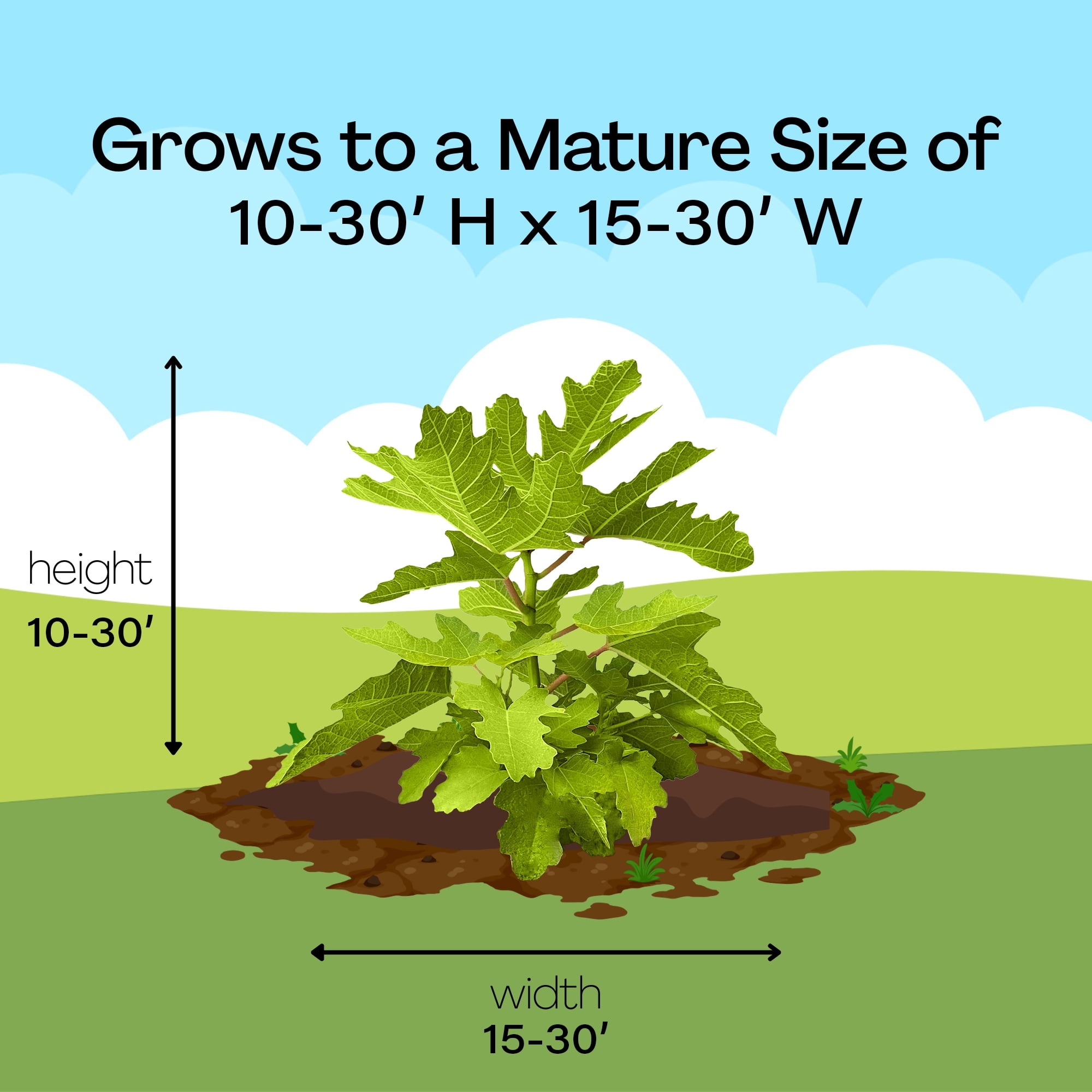 Expert Gardener Black Mission Fig Live Shrub in Grower Pot