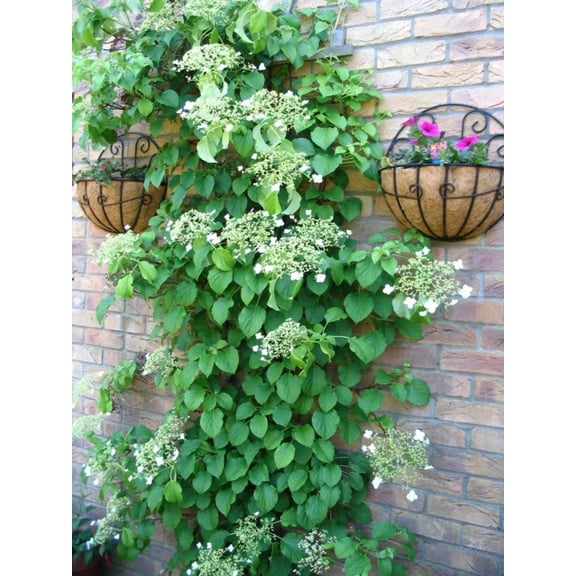 50 CLIMBING HYDRANGEA Anomala Petiolaris Vine Flower Seeds