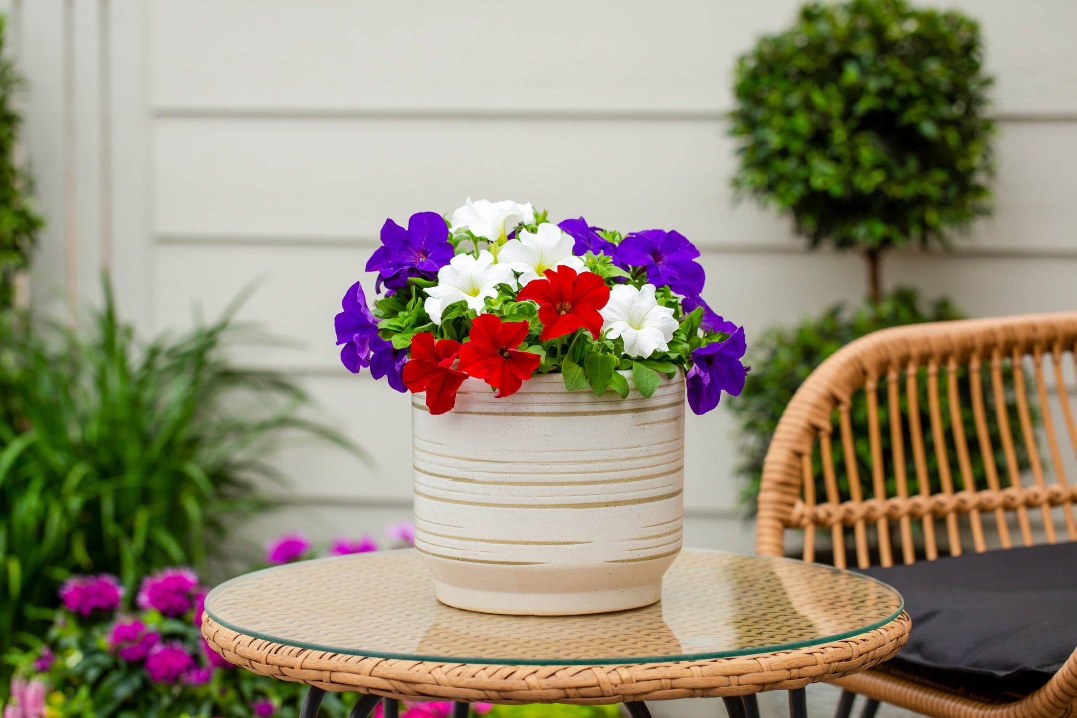 Containers Made Easy 3QT Red White Blue Petunias Live Annual Plant Sun 2-Pack
