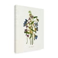 thumbnail image 2 of Emma Caroline 'Pressed June Arrangement I' Canvas Art, 2 of 3