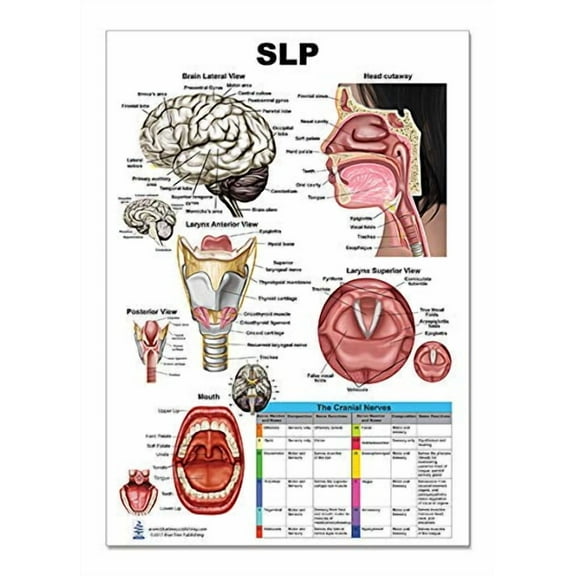 Blue Tree Publishing SLP Poster 12 x 17 inch Anatomy Dry Erase Compatible Classroom