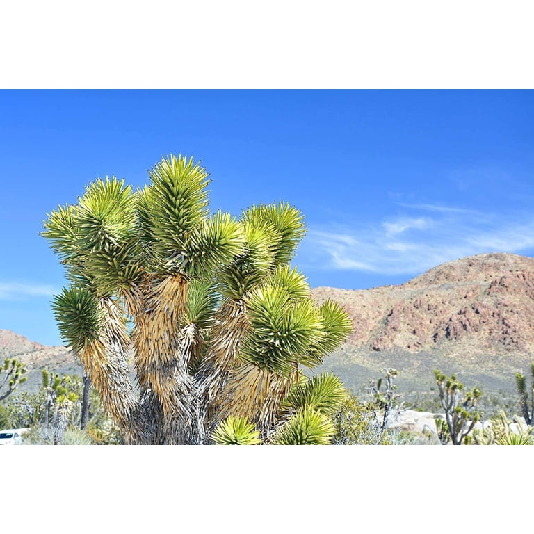 Joshua Tree Bonsai Seeds - 10 Seeds to Grow - Highly Prized Joshua Tree