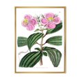 thumbnail image 1 of Designart Vintage Plant Life XXIII FLOAT FRAME WALL ART, 1 of 4