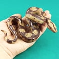 thumbnail image 3 of Creative Simulated Snake Vivid Flexible Gag Prank Playing Jokes Snake Prop for Entertaining, 3 of 10