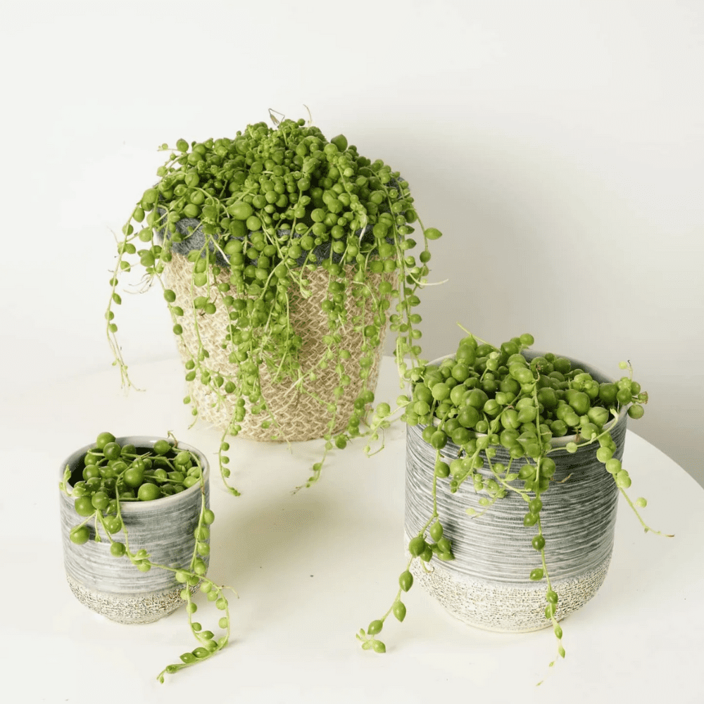 String of Pearls Plant Live, Hanging Succulent Live Plant, Trailing Succulent, Indoor Houseplant, In 2" Pot