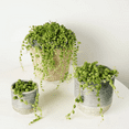 thumbnail image 3 of String of Pearls Plant Live, Hanging Succulent Live Plant, Trailing Succulent, Indoor Houseplant, In 2" Pot, 3 of 6