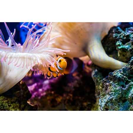 LAMINATED POSTER Clown Fish Anemonefish Reef Nemo Aquarium Fish Poster Print 24 x