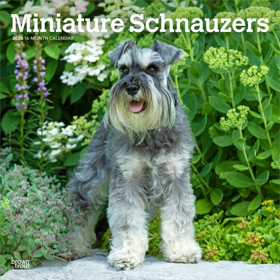Miniature Schnauzers | 2026 12x24" (Hanging) Wall Calendar | Plastic-Free