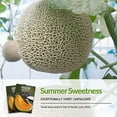 thumbnail image 4 of 2 Packs Hale's Best Melon Seeds - Non-GMO Heirloom Full Sun Annual Vegetable, 4 of 7